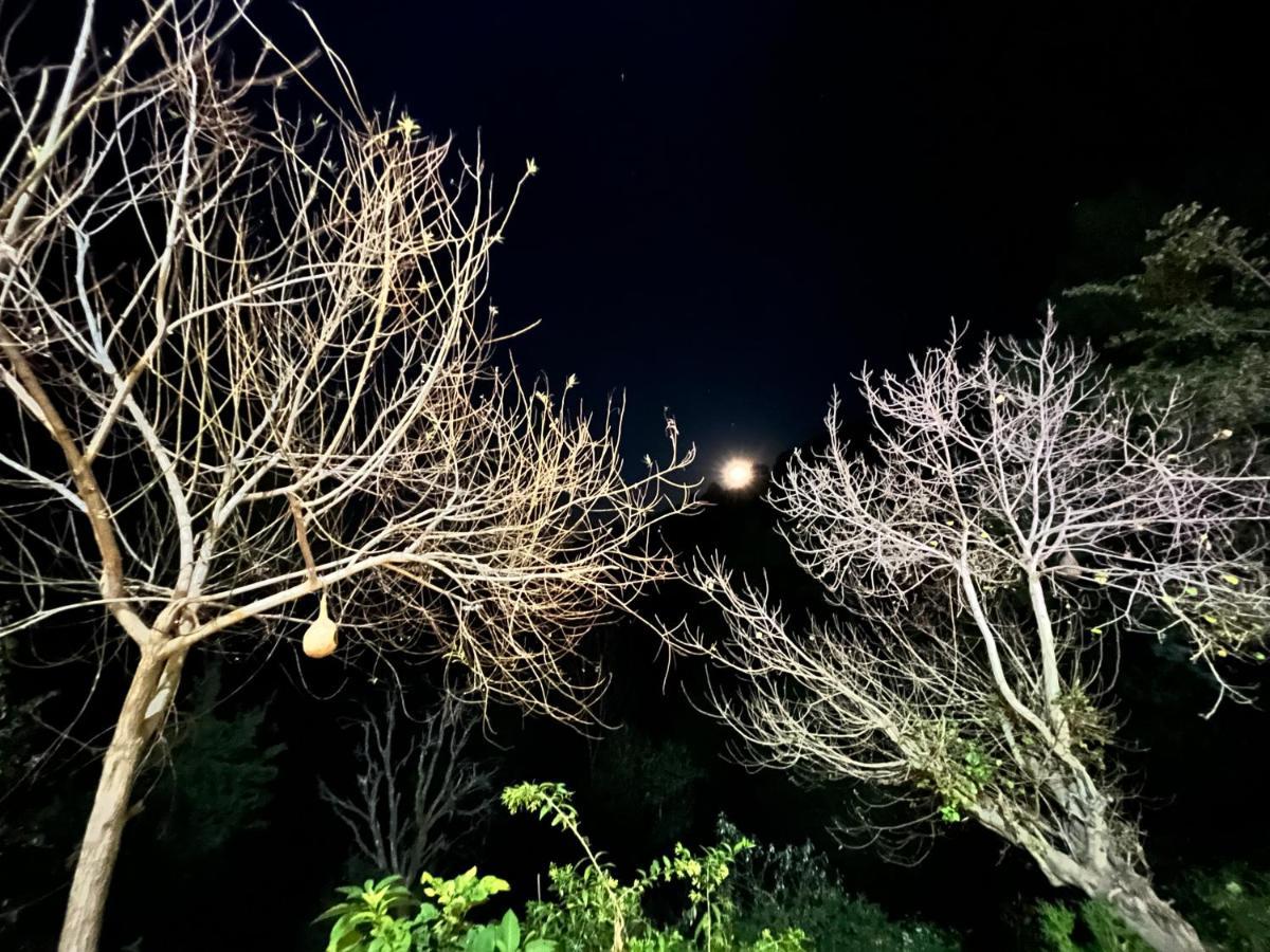 The Asgard Kasauli B&B 외부 사진